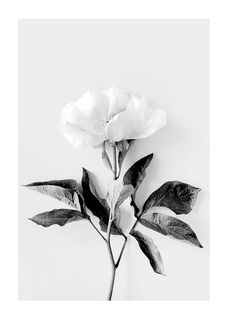 Black and white close-up of peony with leaves against light background-12
