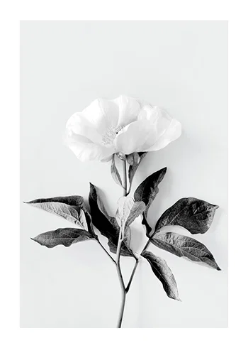 Poster Peony BW