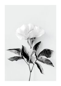Peony BW-1