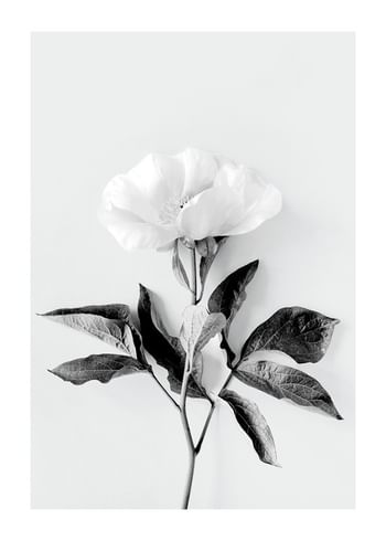 Plagát Peony BW