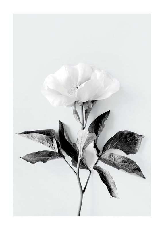 Peony BW-12