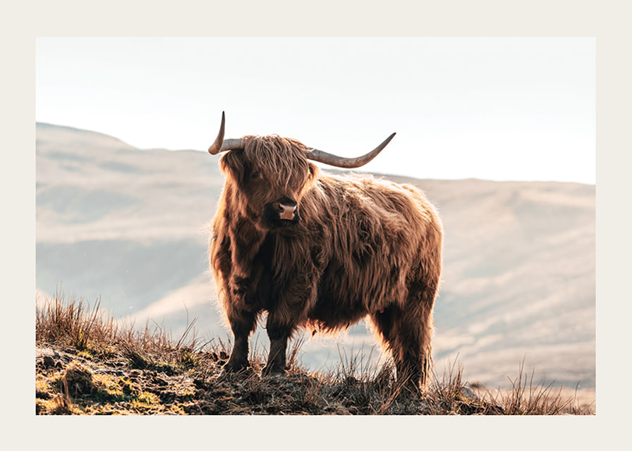 Photographic highland cow with long horns in golden sunlight-12
