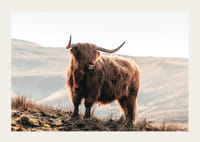 Photographic highland cow with long horns in golden sunlight-3