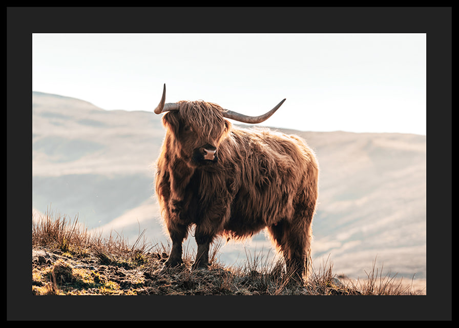 Photographic highland cow with long horns in golden sunlight-12