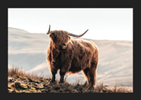 Photographic highland cow with long horns in golden sunlight-5