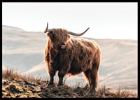 Photographic highland cow with long horns in golden sunlight-6