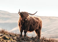 Photographic highland cow with long horns in golden sunlight-7