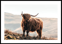 Photographic highland cow with long horns in golden sunlight-0