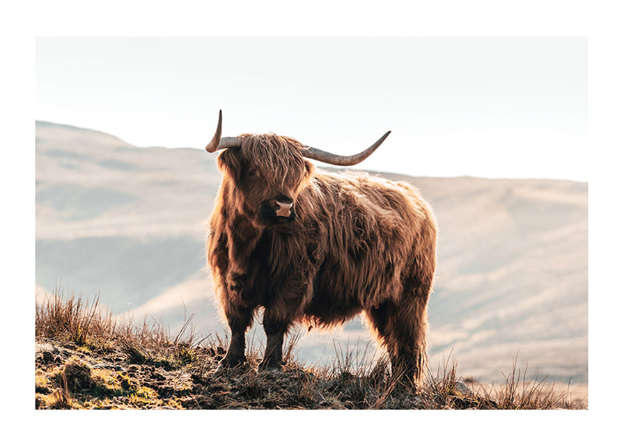 Photographic highland cow with long horns in golden sunlight-12