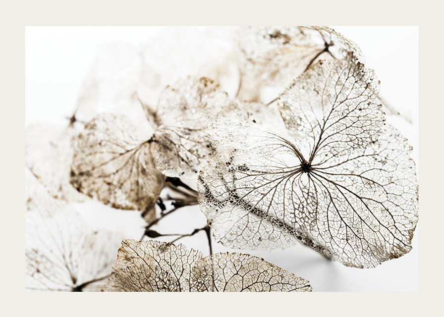 Close-up of thin dried leaves with visible veins against white background-12