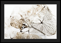 Close-up of thin dried leaves with visible veins against white background-4