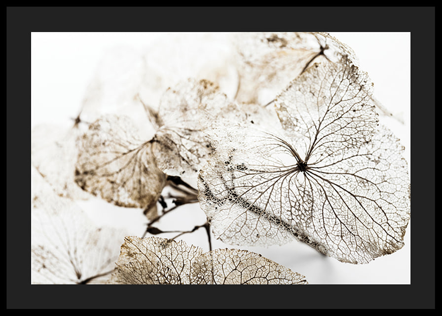 Close-up of thin dried leaves with visible veins against white background-12