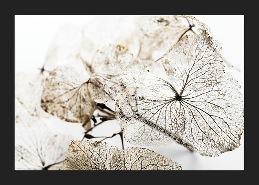 Close-up of thin dried leaves with visible veins against white background-12