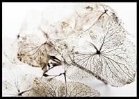 Close-up of thin dried leaves with visible veins against white background-6