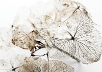 Close-up of thin dried leaves with visible veins against white background-7