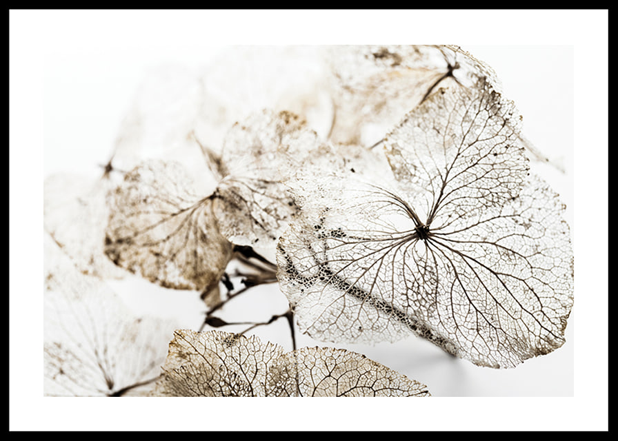 Close-up of thin dried leaves with visible veins against white background-12