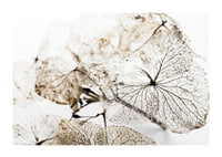 Close-up of thin dried leaves with visible veins against white background-1