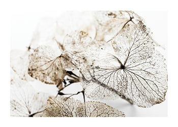 Plakat Dried Leaf