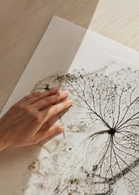 Close-up of thin dried leaves with visible veins against white background-9