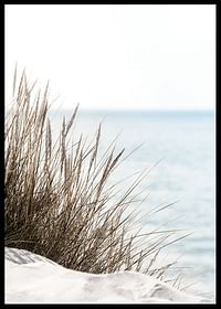 Grass At Beach-2