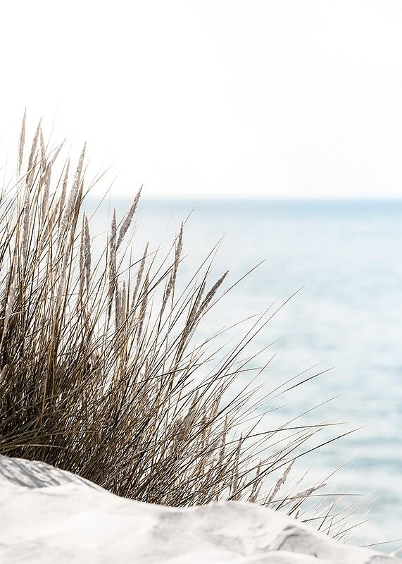 Grass At Beach-12