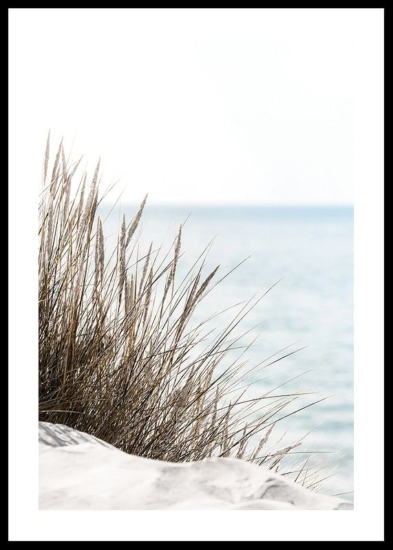 Grass At Beach-12