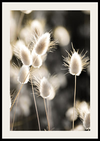 Close-up of bright brush grass in backlight against blurred background-2