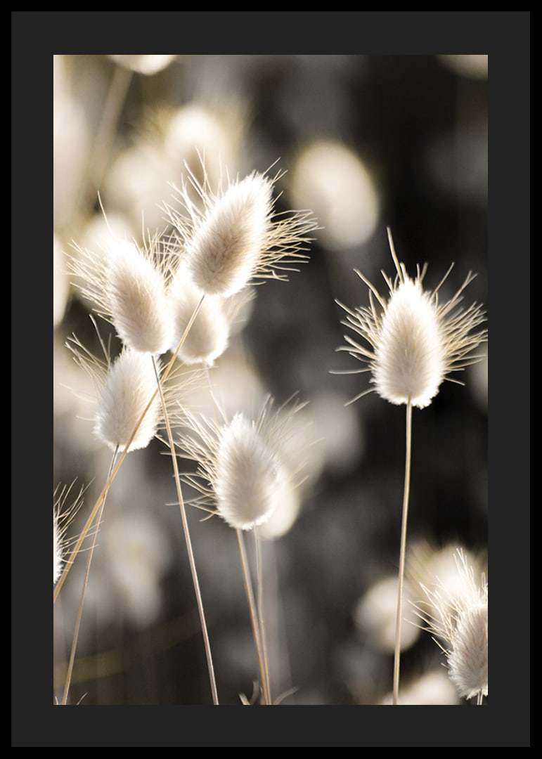 Close-up of bright brush grass in backlight against blurred background-12