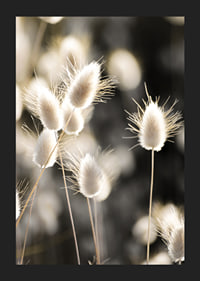 Close-up of bright brush grass in backlight against blurred background-5