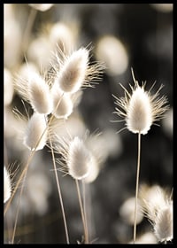 Close-up of bright brush grass in backlight against blurred background-6