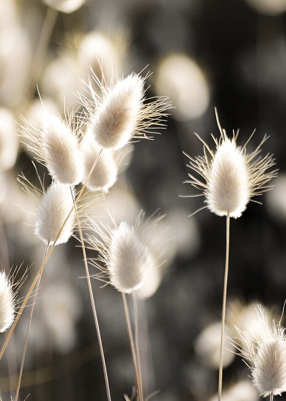 Close-up of bright brush grass in backlight against blurred background-12