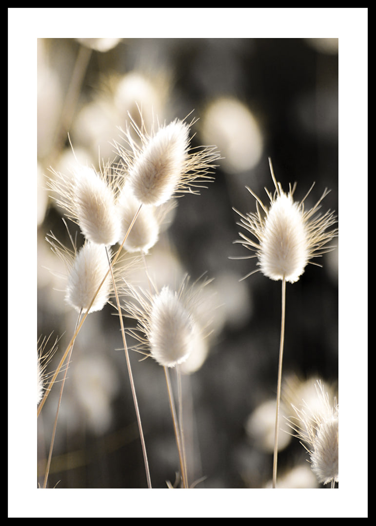 Close-up of bright brush grass in backlight against blurred background-12