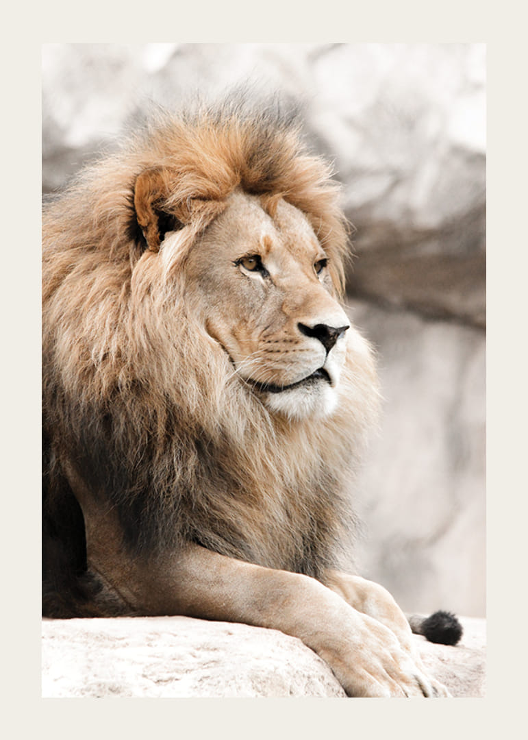 Fotografisch portret van een mannelijke leeuw met heldere manen op een klif-12