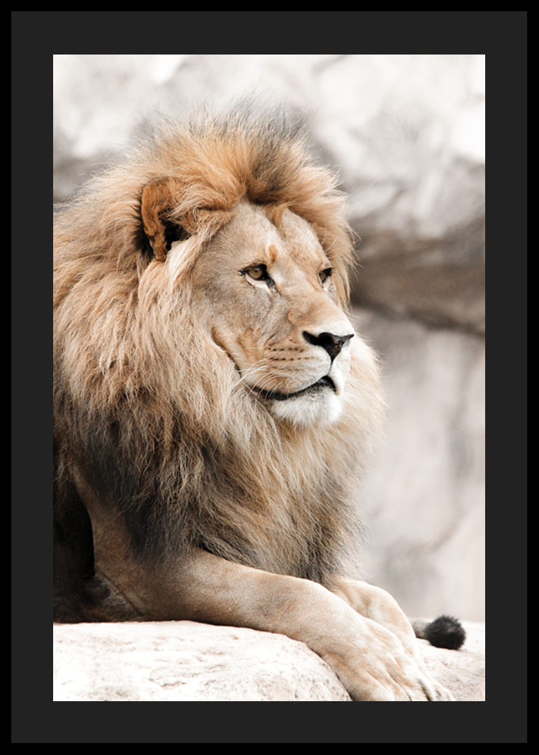Fotografisch portret van een mannelijke leeuw met heldere manen op een klif-12