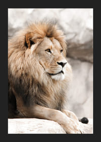 Fotografisch portret van een mannelijke leeuw met heldere manen op een klif-5