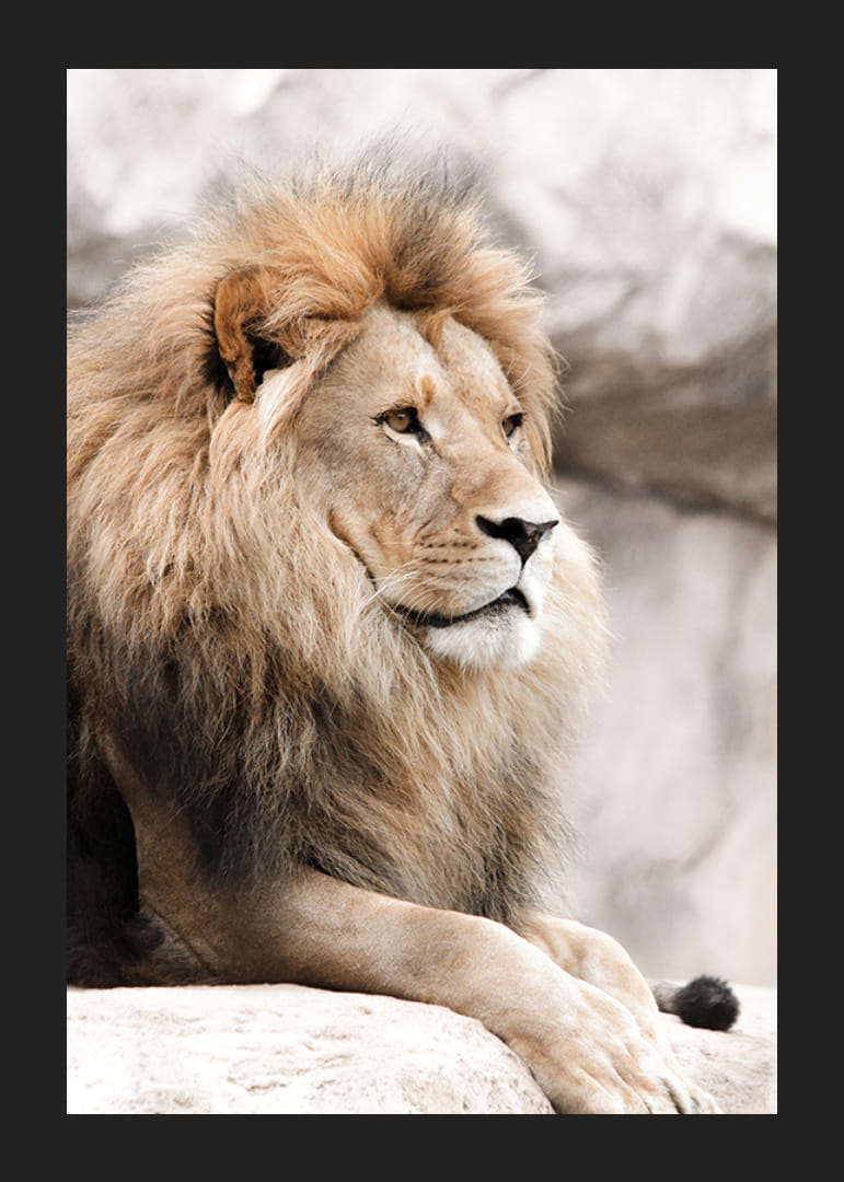 Fotografisch portret van een mannelijke leeuw met heldere manen op een klif-12