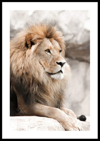 Poster Gazing Lion