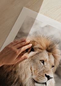 Gazing Lion-5