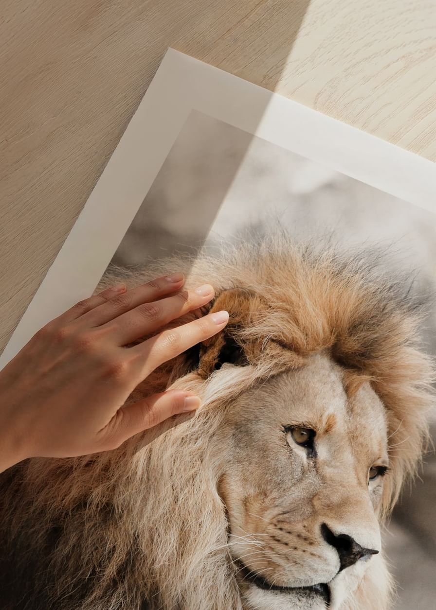 Gazing Lion-12