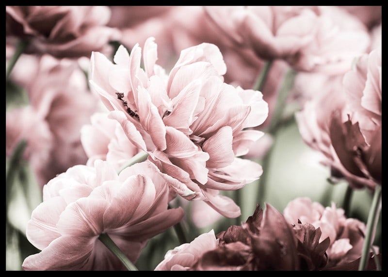 Närbild av rosa dubbelblommande tulpaner i mjukt ljus-12