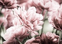 Närbild av rosa dubbelblommande tulpaner i mjukt ljus-7