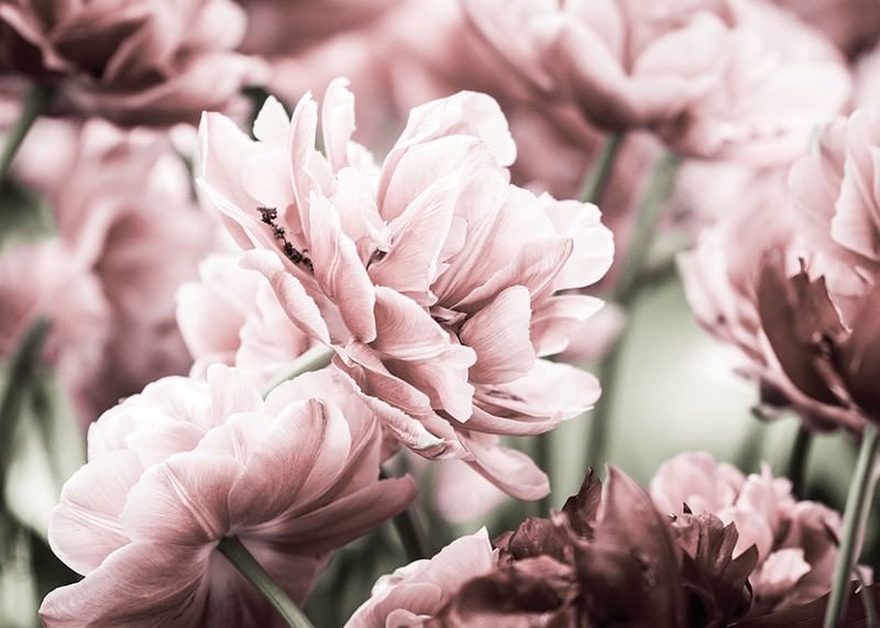 Pink Tulip-12