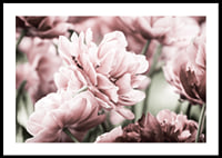 Närbild av rosa dubbelblommande tulpaner i mjukt ljus-0