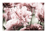 Närbild av rosa dubbelblommande tulpaner i mjukt ljus-1