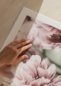 Närbild av rosa dubbelblommande tulpaner i mjukt ljus-9