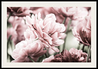 Närbild av rosa dubbelblommande tulpaner i mjukt ljus-2
