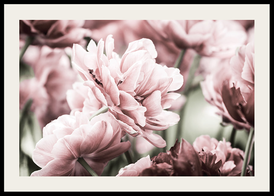 Närbild av rosa dubbelblommande tulpaner i mjukt ljus-12