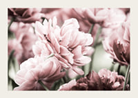 Närbild av rosa dubbelblommande tulpaner i mjukt ljus-3
