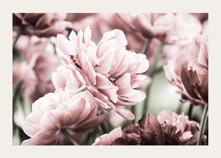Närbild av rosa dubbelblommande tulpaner i mjukt ljus-12