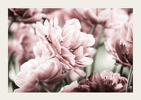 Närbild av rosa dubbelblommande tulpaner i mjukt ljus-3